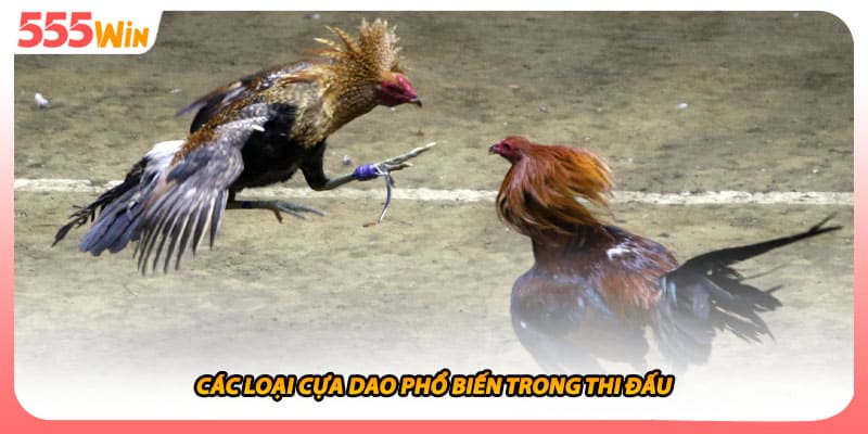 Đá Gà Cựa Dao Nghệ Thuật Đấu Trường Khốc Liệt Máu Chiến Nhất 2 Các loại cựa dao phổ biến trong thi đấu