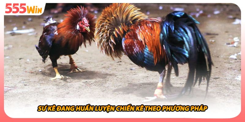 Đá Gà Đòn Bí Quyết Tạo Nên Chiến Thắng Từ Sắc Thái Cao Thủ 3 Sư kê đang huấn luyện chiến kê theo phương pháp